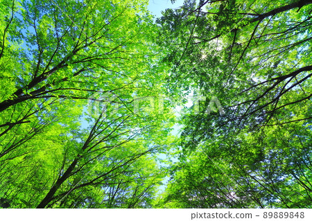 fresh green forest fresh green forest 89889848