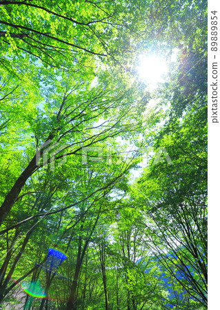 fresh green forest fresh green forest 89889854