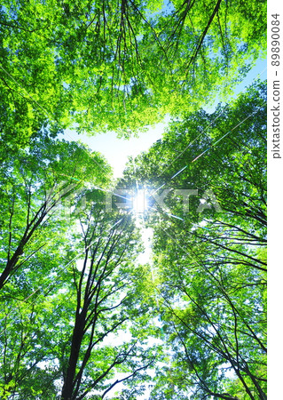 fresh green forest fresh green forest 89890084