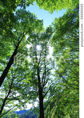 fresh green forest 89890089