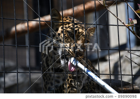 阿穆爾河豹子在動物園裡 阿穆爾河豹子在動物園裡 89890098