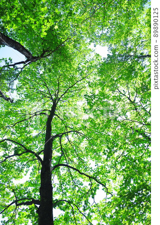 fresh green forest fresh green forest 89890125