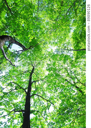 fresh green forest fresh green forest 89890126