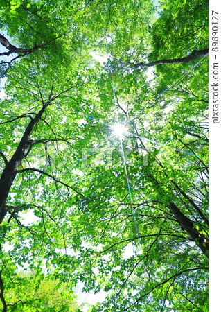 fresh green forest fresh green forest 89890127