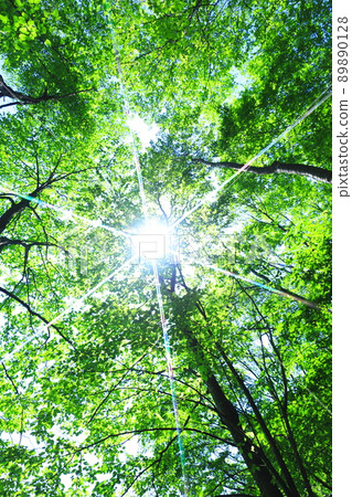 fresh green forest fresh green forest 89890128