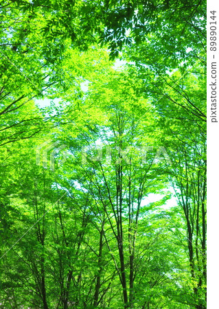 fresh green forest 89890144