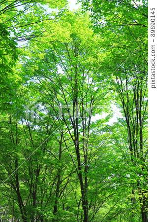 fresh green forest 89890145