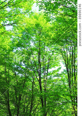 fresh green forest 89890146