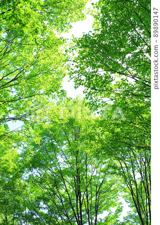 fresh green forest 89890147