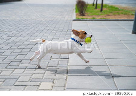 Purebred smooth-haired puppy Jack Russell Terrier plays on the street. Joyful little dog companion runs and jumps for a tennis ball. Active four-legged friend. 89890162