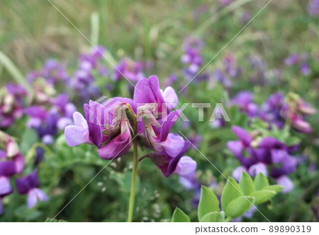 沙灘上盛開的豌豆 89890319