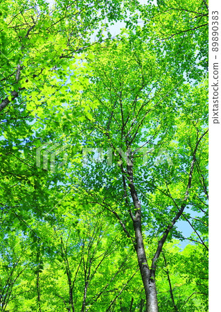 fresh green forest 89890383