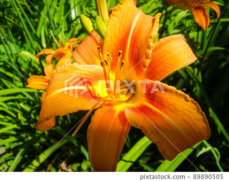 Beautiful lily flowers in the garden. Growing lilies in the garden. 89890505