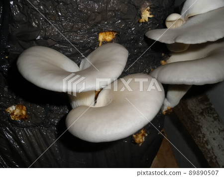 Home business. Growing mushrooms at home in packages. 89890507