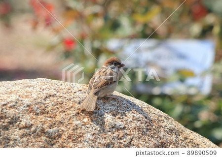 Sparrow on stone Sparrow on stone 89890509