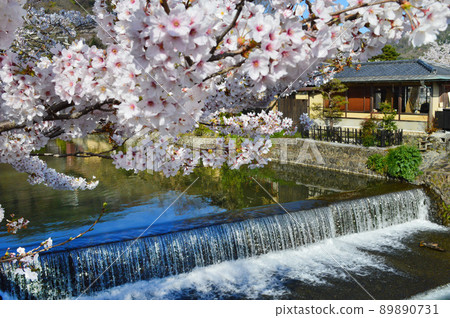 從京都市嵐山的中之島橋看到的櫻花很美 從京都市嵐山的中之島橋看到的櫻花很美 89890731