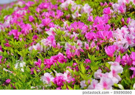 京都府木津川市的杜鵑花盛開 89890860