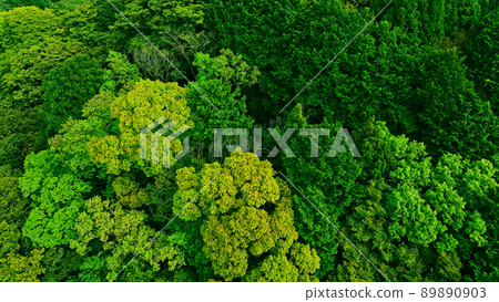 Forest aerial view from a bird's-eye view 89890903