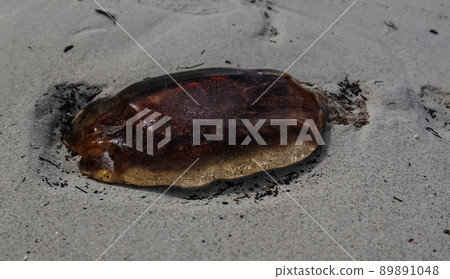 Close-up view to jellyfish on the sand of Jusnesvika bay and Rambergstranda beach at Flakstadoya island, Lofoten, Norway 89891048