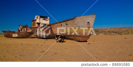 Panorama of ship cemetery near Moynaq at sunrise with the cows, Karakalpakstan, Uzbekistan Panorama of ship cemetery near Moynaq at sunrise with the cows, Karakalpakstan, Uzbekistan 89891080