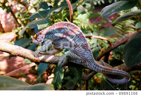 portrait of common flat-tail gecko aka Uroplatus fimbriatus in Andasibe-Mantadia National Park, Madagascar 89891108