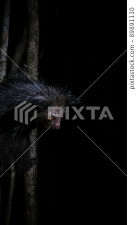 Night portrait of Daubentonia madagascariensis aka Aye-Aye lemur, Atsinanana region, Madagascar Night portrait of Daubentonia madagascariensis aka Aye-Aye lemur, Atsinanana region, Madagascar 89891110