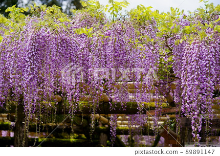 春日大社神社·沙丁紫藤 89891147