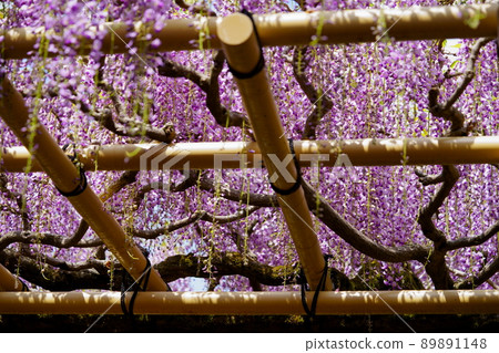 春日大社神社·沙丁紫藤 春日大社神社·沙丁紫藤 89891148