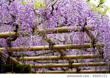 Kasuga Taisha Shrine · Sanded wisteria 89891152