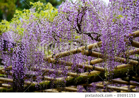 Kasuga Taisha Shrine · Sanded wisteria Kasuga Taisha Shrine · Sanded wisteria 89891153