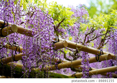 Kasuga Taisha Shrine · Sanded wisteria 89891155