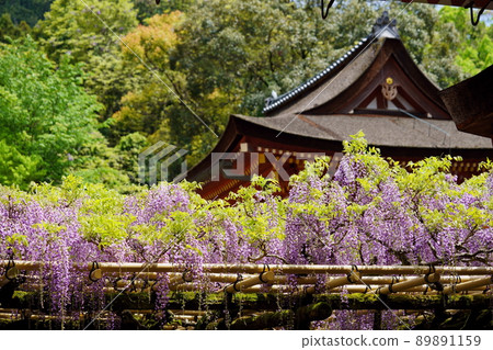 春日大社神社·沙丁紫藤 春日大社神社·沙丁紫藤 89891159
