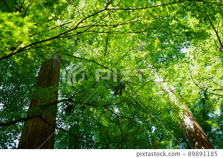 Kyoto Wazuka, Shohoji Temple in the days of Aoba, Fresh green forest Kyoto Wazuka, Shohoji Temple in the days of Aoba, Fresh green forest 89891185