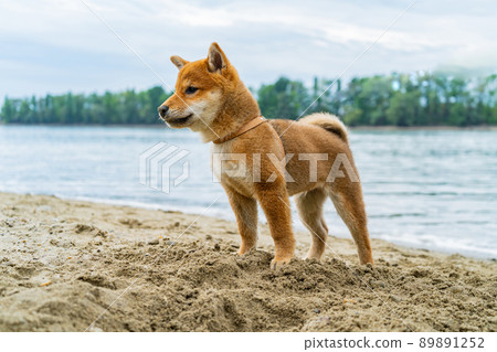 Young shiba inu dog playing in the sand near the river Young shiba inu dog playing in the sand near the river 89891252