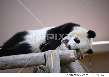 小熊貓咬木甲板 89891670