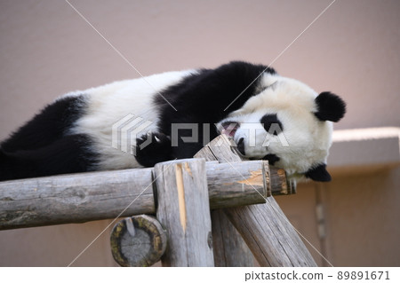小熊貓咬木甲板 小熊貓咬木甲板 89891671