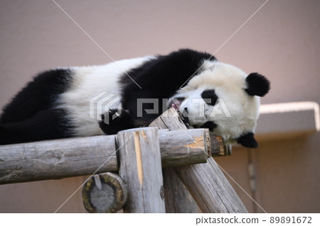 小熊貓咬木甲板 小熊貓咬木甲板 89891672