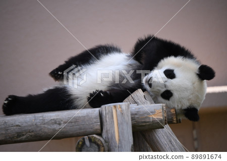 躺在木甲板上的兒童熊貓 89891674