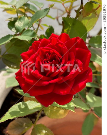 A red rose in full bloom A red rose in full bloom 89891976