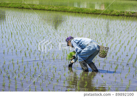 Rural scenery Rice planting Rural scenery Rice planting 89892100