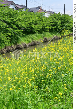 Aogehori River Kuki City 89892211