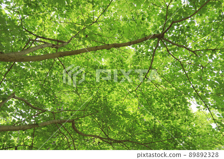 Landscape of green park, flowers, plants, environment, eco [May] 89892328
