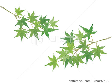 Blue maple watercolor style material Blue maple watercolor style material 89892329