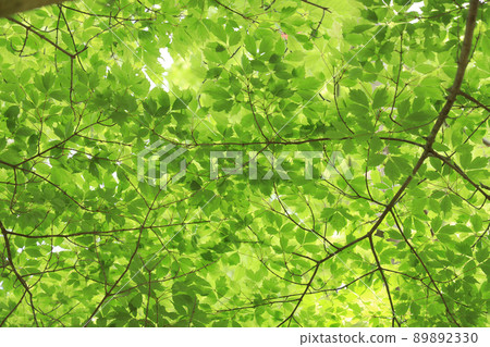 Landscape of green park, flowers, plants, environment, eco [May] 89892330