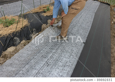 Watermelon field Straw substitute sheet laying 89892831