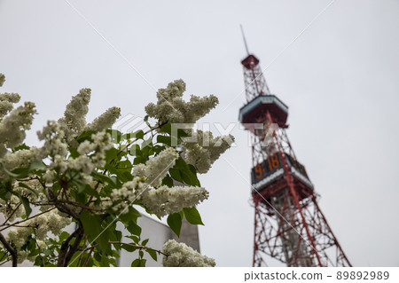 札幌大通公園丁香里拉 札幌大通公園丁香里拉 89892989