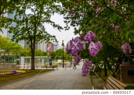 Sapporo Odori Park Lilac Lira Sapporo Odori Park Lilac Lira 89893017