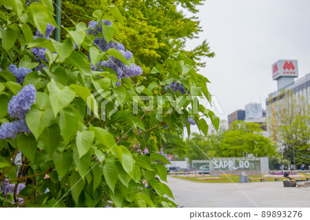 Sapporo Odori Park Lilac Lira 89893276