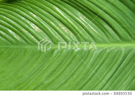 Den Helder, Netherlands, May 2022. The veins of a green palm leaf. Den Helder, Netherlands, May 2022. The veins of a green palm leaf. 89893530