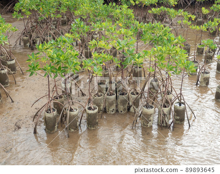 Planting mangroves by the sea to prevent erosion of sandy beaches Planting mangroves by the sea to prevent erosion of sandy beaches 89893645